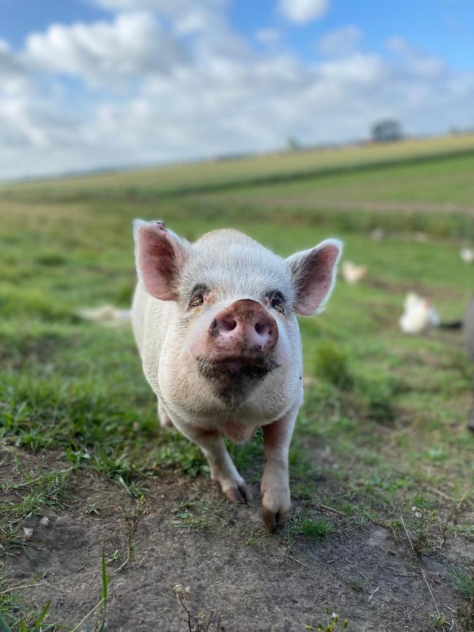 “In Oans Oefje” Parel In De Polder! Daire Lewedorp Dış mekan fotoğraf